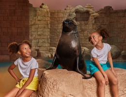 Sea Lion Experiences