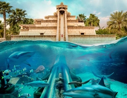Shark Lagoon Experiences
